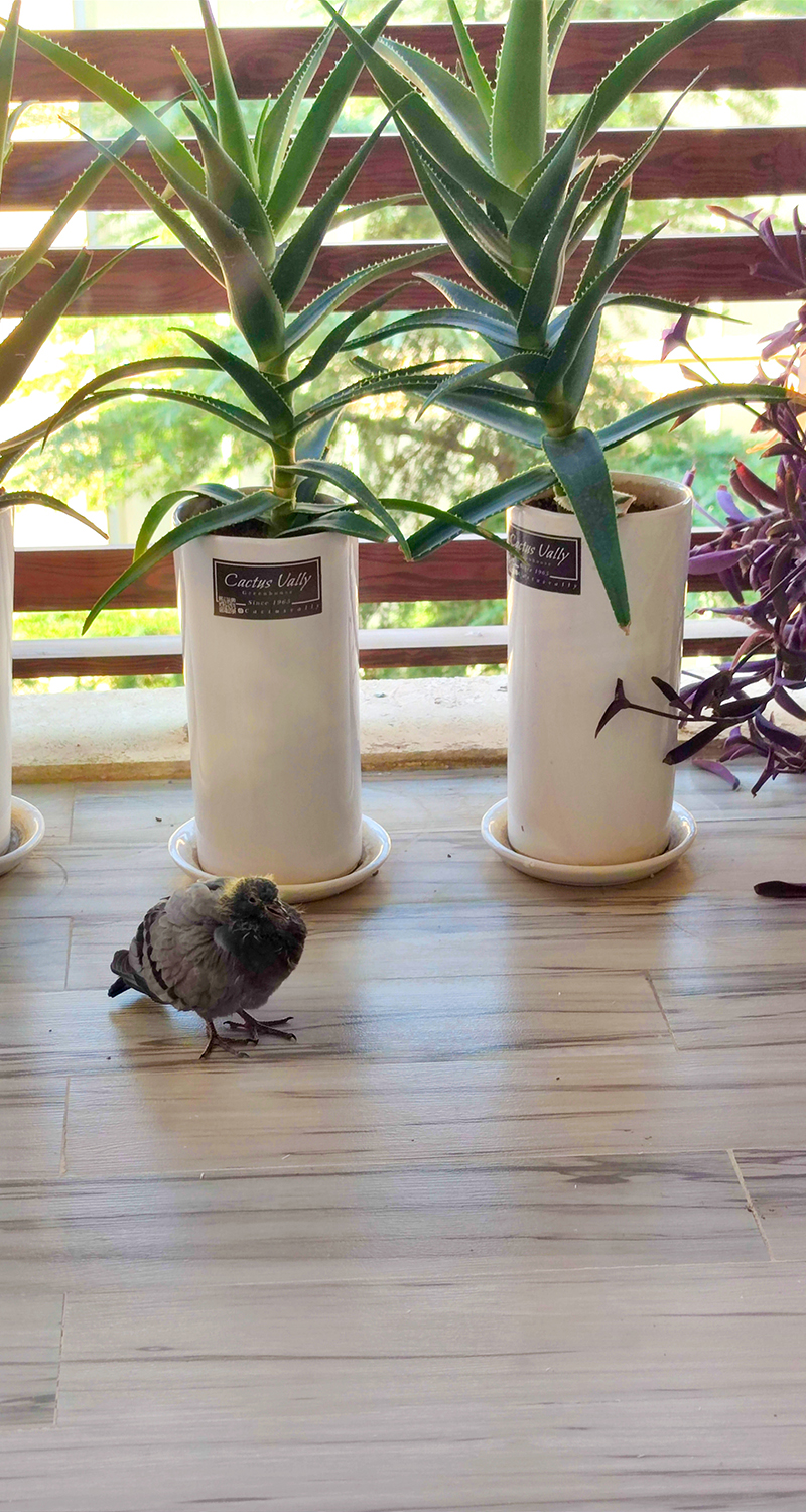 Bird-at-Balcony پرنده در بالکن