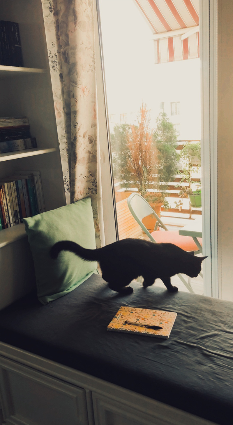 Cat-in-house گربه در خانه