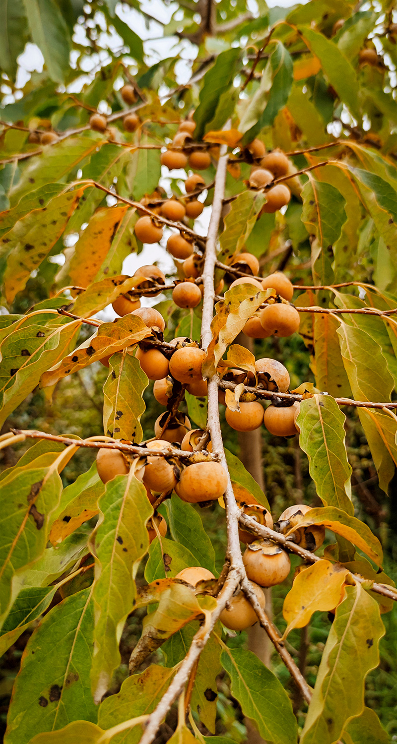 خرمالوهای کوچک خرمالوهای کوچک