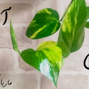 ماریا کاف | مریم کاشانکی | شوخی‌های آشپزخانه‌ای